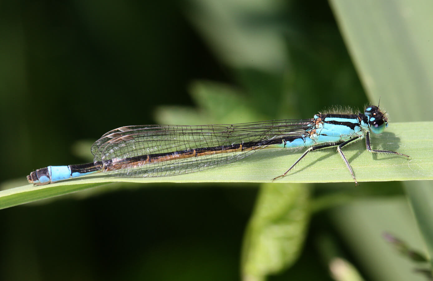 Female Blue-tailed Damselfly (normal blue) by Val Perrin